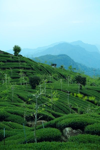 Plantaciones de te en Alishan