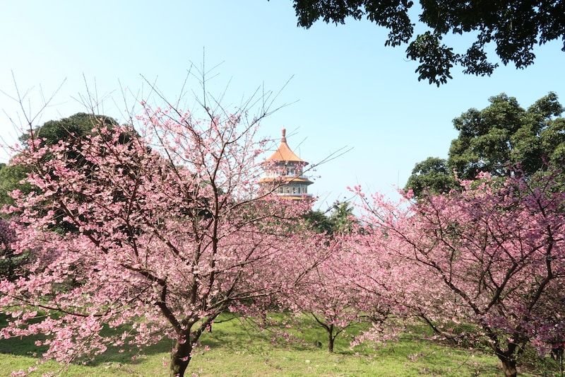 Cerezos en flor en Taiwán