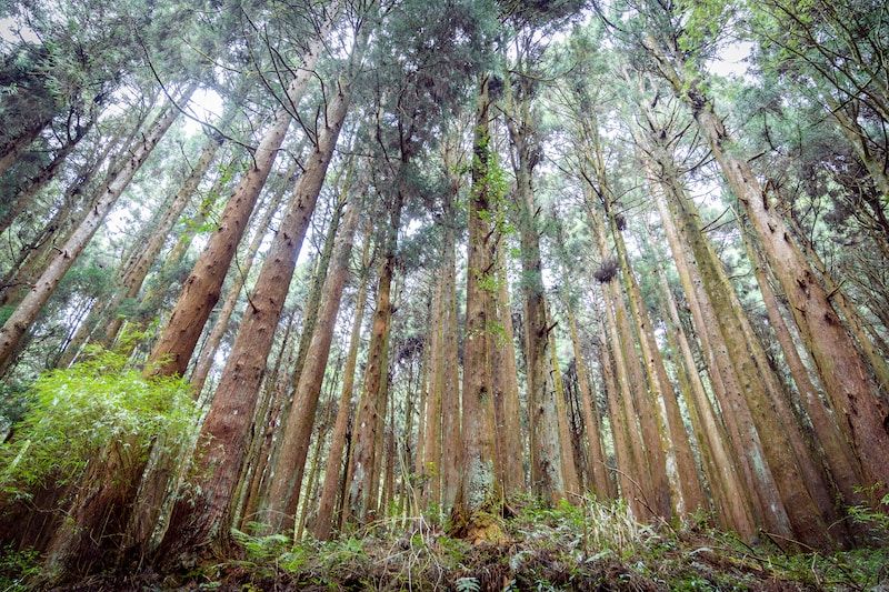 Bosques de cedros en Alishan