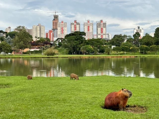 Parque Barigui en Curitiba