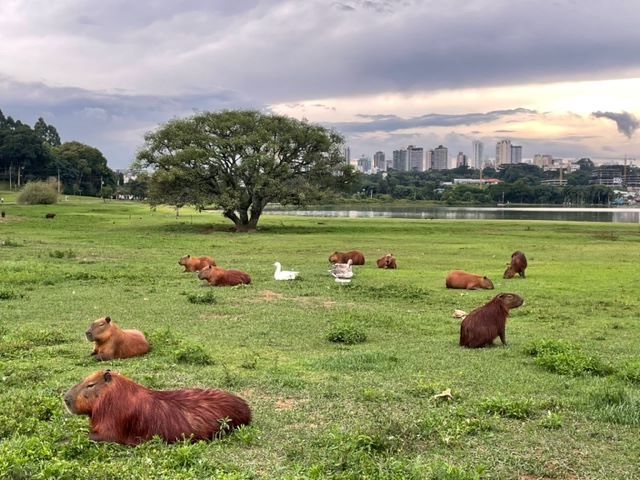 Capibaras en el Parque  Barigui