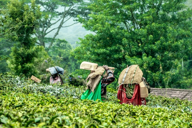 Cosecha de té indio con tijera