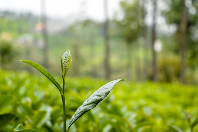 Brotes del té indio