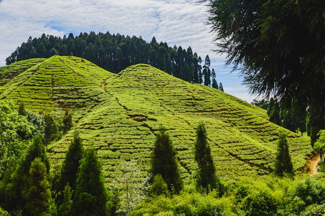 Plantaciones de té en Darjeeling